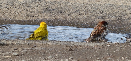 Saffron Finch and House Sparrow